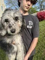 Dottie West, a female Aussiedoodle for sale in Winston-Salem, NC – Photo 6 of 10