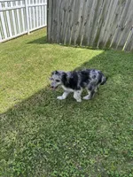 Dottie West, a female Aussiedoodle for sale in Winston-Salem, NC – Photo 5 of 10