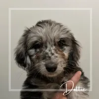 Dottie West, a female Aussiedoodle for sale in Winston-Salem, NC – Photo 9 of 10