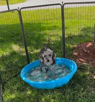 Dottie West, a female Aussiedoodle for sale in Winston-Salem, NC – Photo 2 of 10