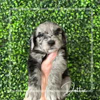 Dottie West, a female Aussiedoodle for sale in Winston-Salem, NC – Photo 10 of 10