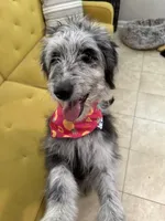 Dottie West, a female Aussiedoodle for sale in Winston-Salem, NC – Photo 1 of 10