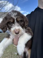 Tanya - F1 Aussiedoodle, a female Aussiedoodle for sale in Winston-Salem, NC – Photo 1 of 8