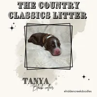 Tanya - F1 Aussiedoodle, a female Aussiedoodle for sale in Winston-Salem, NC – Photo 6 of 8