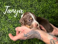 Tanya - F1 Aussiedoodle, a female Aussiedoodle for sale in Winston-Salem, NC – Photo 5 of 8