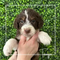 Tanya - F1 Aussiedoodle, a female Aussiedoodle for sale in Winston-Salem, NC – Photo 3 of 8
