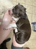 Tanya - F1 Aussiedoodle, a female Aussiedoodle for sale in Winston-Salem, NC – Photo 8 of 8