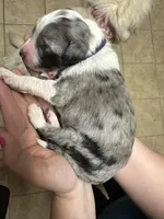 Conway -Purple Collar, a male Aussiedoodle for sale in Winston-Salem, NC – Photo 5 of 5