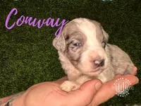 Conway -Purple Collar, a male Aussiedoodle for sale in Winston-Salem, NC – Photo 2 of 5