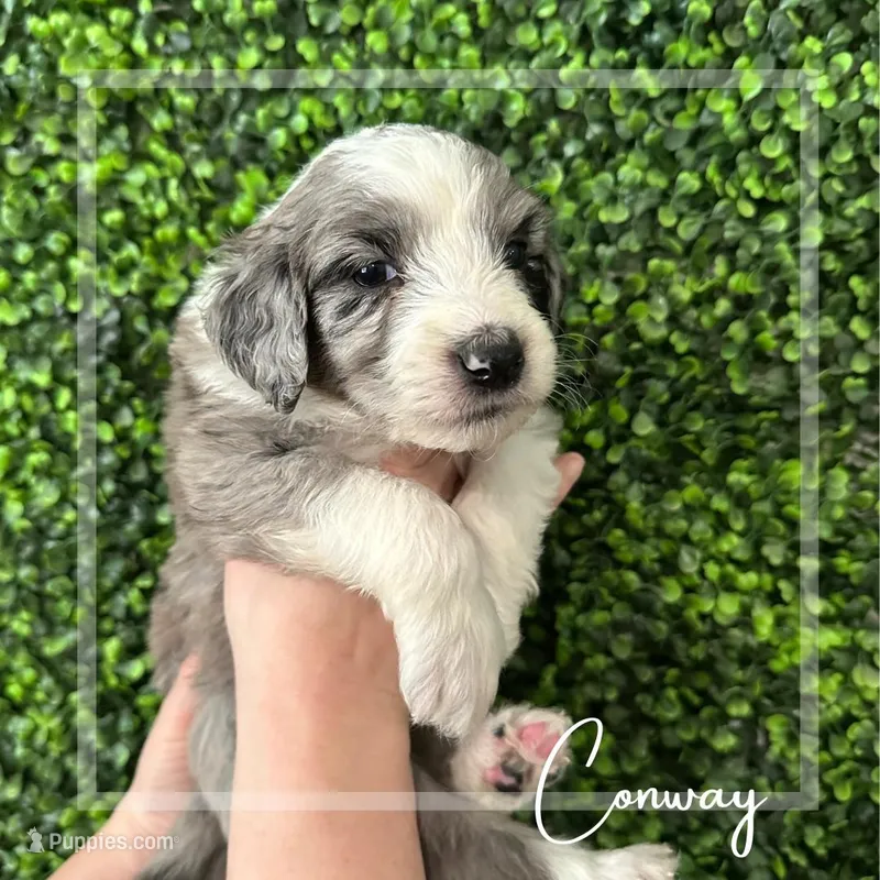 Conway -Purple Collar, a male Aussiedoodle for sale in Winston-Salem, NC – Photo 1 of 5