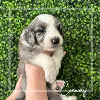 Conway -Purple Collar, a male Aussiedoodle for sale in Winston-Salem, NC – Photo 1 of 5