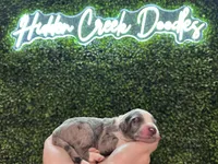 Conway -Purple Collar, a male Aussiedoodle for sale in Winston-Salem, NC – Photo 4 of 5