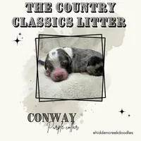 Conway -Purple Collar, a male Aussiedoodle for sale in Winston-Salem, NC – Photo 3 of 5