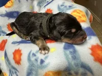 Lil (Black)- Rugrats Litter, a female Aussiedoodle for sale in Winston-Salem, NC – Photo 9 of 9