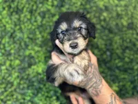 Lil (Black)- Rugrats Litter, a female Aussiedoodle for sale in Winston-Salem, NC – Photo 5 of 9
