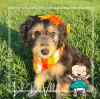 Lil (Black)- Rugrats Litter, a female Aussiedoodle for sale in Winston-Salem, NC – Photo 1 of 9