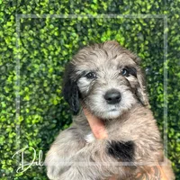 Dil (Orange)- Rugrats Litter, a male Aussiedoodle for sale in Winston-Salem, NC – Photo 4 of 10