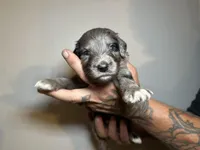 Dil (Orange)- Rugrats Litter, a male Aussiedoodle for sale in Winston-Salem, NC – Photo 9 of 10