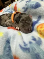 Dil (Orange)- Rugrats Litter, a male Aussiedoodle for sale in Winston-Salem, NC – Photo 8 of 10