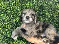 Dil (Orange)- Rugrats Litter, a male Aussiedoodle for sale in Winston-Salem, NC – Photo 5 of 10