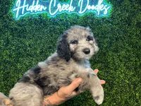 Dil (Orange)- Rugrats Litter, a male Aussiedoodle for sale in Winston-Salem, NC – Photo 2 of 10