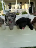 Dil (Orange)- Rugrats Litter, a male Aussiedoodle for sale in Winston-Salem, NC – Photo 6 of 10