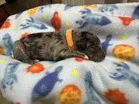 Dil (Orange)- Rugrats Litter, a male Aussiedoodle for sale in Winston-Salem, NC – Photo 10 of 10