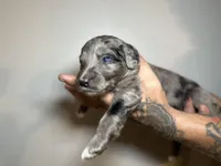 Dil (Orange)- Rugrats Litter, a male Aussiedoodle for sale in Winston-Salem, NC – Photo 7 of 10
