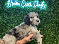 Dil (Orange)- Rugrats Litter, a male Aussiedoodle for sale in Winston-Salem, NC – Photo 3 of 10