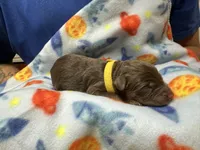 Tommy (Yellow)- Rugrats Litter, a male Aussiedoodle for sale in Winston-Salem, NC – Photo 9 of 9