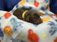 Tommy (Yellow)- Rugrats Litter, a male Aussiedoodle for sale in Winston-Salem, NC – Photo 8 of 9