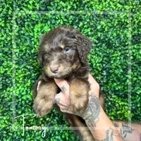 Tommy (Yellow)- Rugrats Litter, a male Aussiedoodle for sale in Winston-Salem, NC – Photo 4 of 9