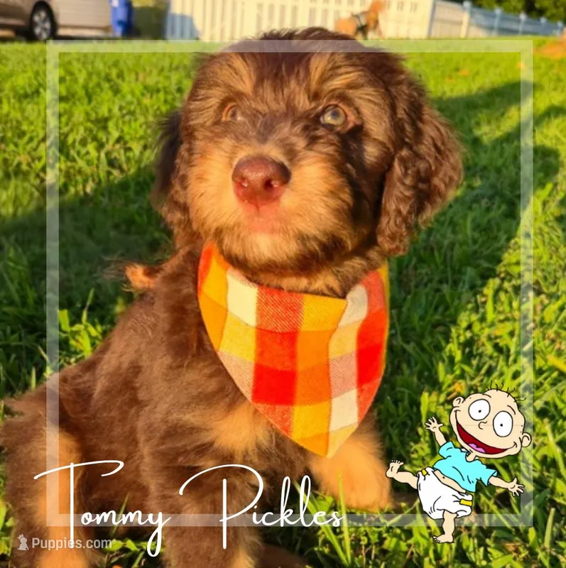 Tommy (Yellow)- Rugrats Litter