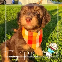 Tommy (Yellow)- Rugrats Litter, a male Aussiedoodle for sale in Winston-Salem, NC – Photo 1 of 9