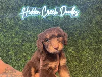 Tommy (Yellow)- Rugrats Litter, a male Aussiedoodle for sale in Winston-Salem, NC – Photo 3 of 9