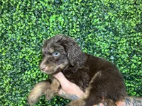 Tommy (Yellow)- Rugrats Litter, a male Aussiedoodle for sale in Winston-Salem, NC – Photo 6 of 9