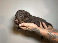 Tommy (Yellow)- Rugrats Litter, a male Aussiedoodle for sale in Winston-Salem, NC – Photo 7 of 9