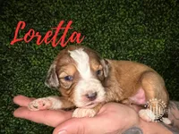Loretta - F1 Aussiedoodle, a female Aussiedoodle for sale in Winston-Salem, NC – Photo 6 of 10