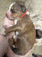 Loretta - F1 Aussiedoodle, a female Aussiedoodle for sale in Winston-Salem, NC – Photo 10 of 10