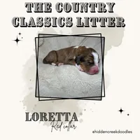 Loretta - F1 Aussiedoodle, a female Aussiedoodle for sale in Winston-Salem, NC – Photo 7 of 10