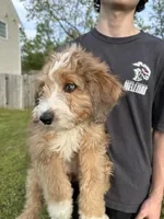 Loretta - F1 Aussiedoodle, a female Aussiedoodle for sale in Winston-Salem, NC – Photo 2 of 10