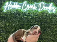 Loretta - F1 Aussiedoodle, a female Aussiedoodle for sale in Winston-Salem, NC – Photo 9 of 10