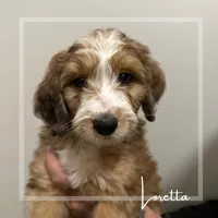 Loretta - F1 Aussiedoodle, a female Aussiedoodle for sale in Winston-Salem, NC – Photo 5 of 10