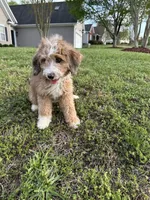 Loretta - F1 Aussiedoodle, a female Aussiedoodle for sale in Winston-Salem, NC – Photo 1 of 10