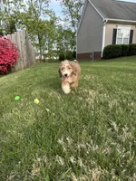 Loretta - F1 Aussiedoodle, a female Aussiedoodle for sale in Winston-Salem, NC – Photo 3 of 10