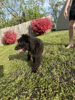 Cash - F1 Aussiedoodle, a male Aussiedoodle for sale in Winston-Salem, NC – Photo 2 of 10