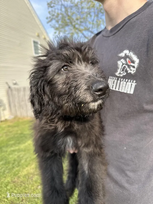 Cash - F1 Aussiedoodle, a male Aussiedoodle for sale in Winston-Salem, NC – Photo 1 of 10