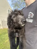 Cash - F1 Aussiedoodle, a male Aussiedoodle for sale in Winston-Salem, NC – Photo 1 of 10