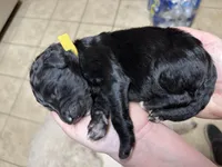 Cash - F1 Aussiedoodle, a male Aussiedoodle for sale in Winston-Salem, NC – Photo 10 of 10