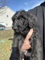 Cash - F1 Aussiedoodle, a male Aussiedoodle for sale in Winston-Salem, NC – Photo 5 of 10